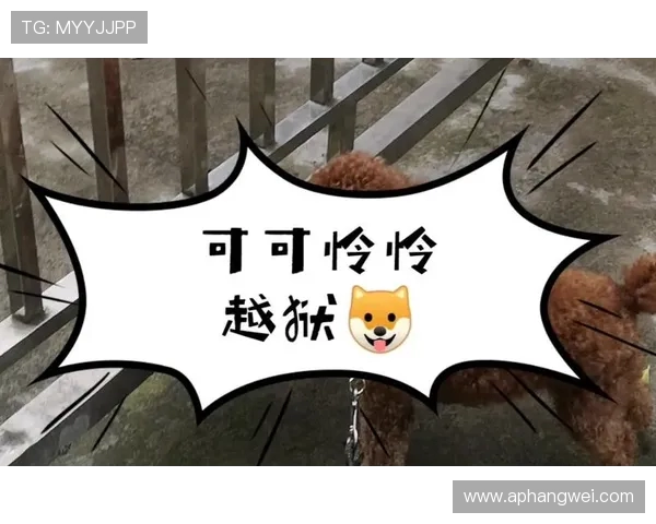 鍗庤婢虫床鍥借剼钂傛牸鍔犵洘姣斿埄鏃舵璧鸡 绛剧害 3+1 鍚堝悓寮€鍚娲叉柊寰佺▼